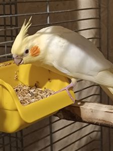 Чарівні малюки Корелла лютино 🐥💛