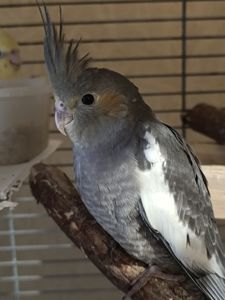✨ Чарівні малюки корел