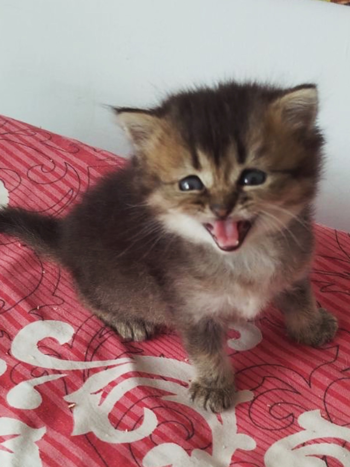 Шотландский котёнок золотая шиншилла девочка