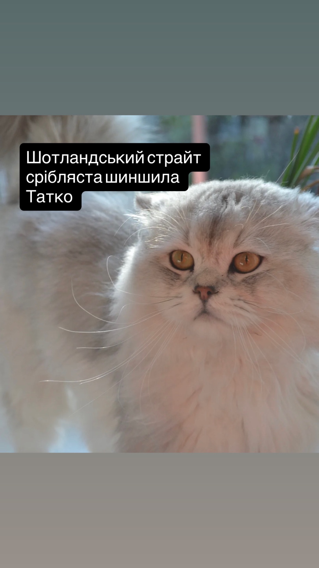 Шотландская голубая шиншилла котёнок девочка плюшевая малышка