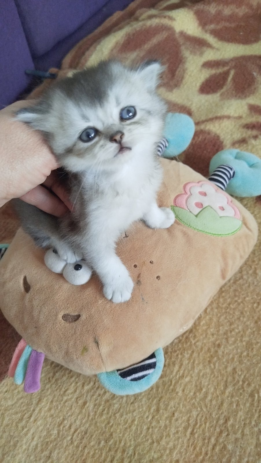 Шотландская голубая шиншилла котёнок девочка плюшевая малышка