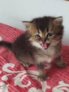 Шотландский котёнок золотая шиншилла девочка