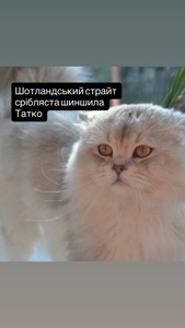 Шотландская голубая шиншилла котёнок девочка плюшевая малышка