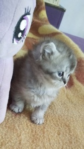 Шотландская голубая шиншилла котёнок девочка плюшевая малышка