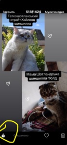 Шотландский котёнок золотая шиншилла девочка