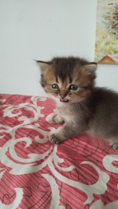 Шотландский котёнок золотая шиншилла девочка