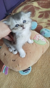 Шотландская голубая шиншилла котёнок девочка плюшевая малышка