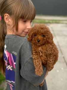 Той пудель redbrown хлопчик