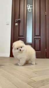 Померанський шпіц хлопчик