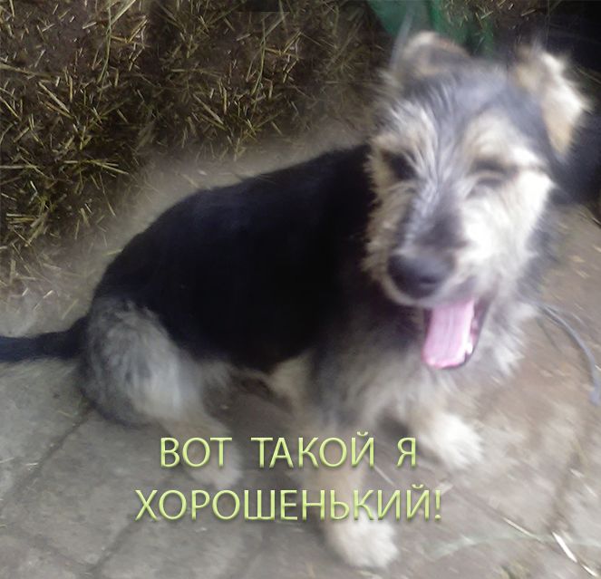 Щенок Двортерьера в добрые руки!