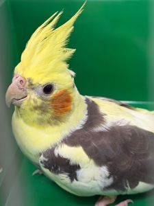 Корела хлопчик