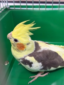 Корела хлопчик