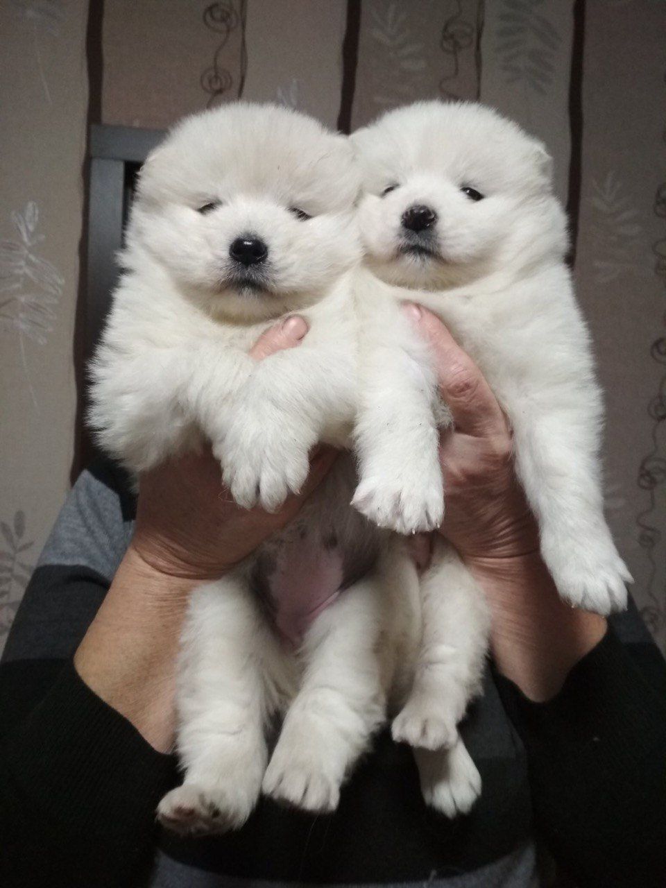 Цуценя самоїдської собаки