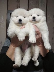Цуценя самоїдської собаки