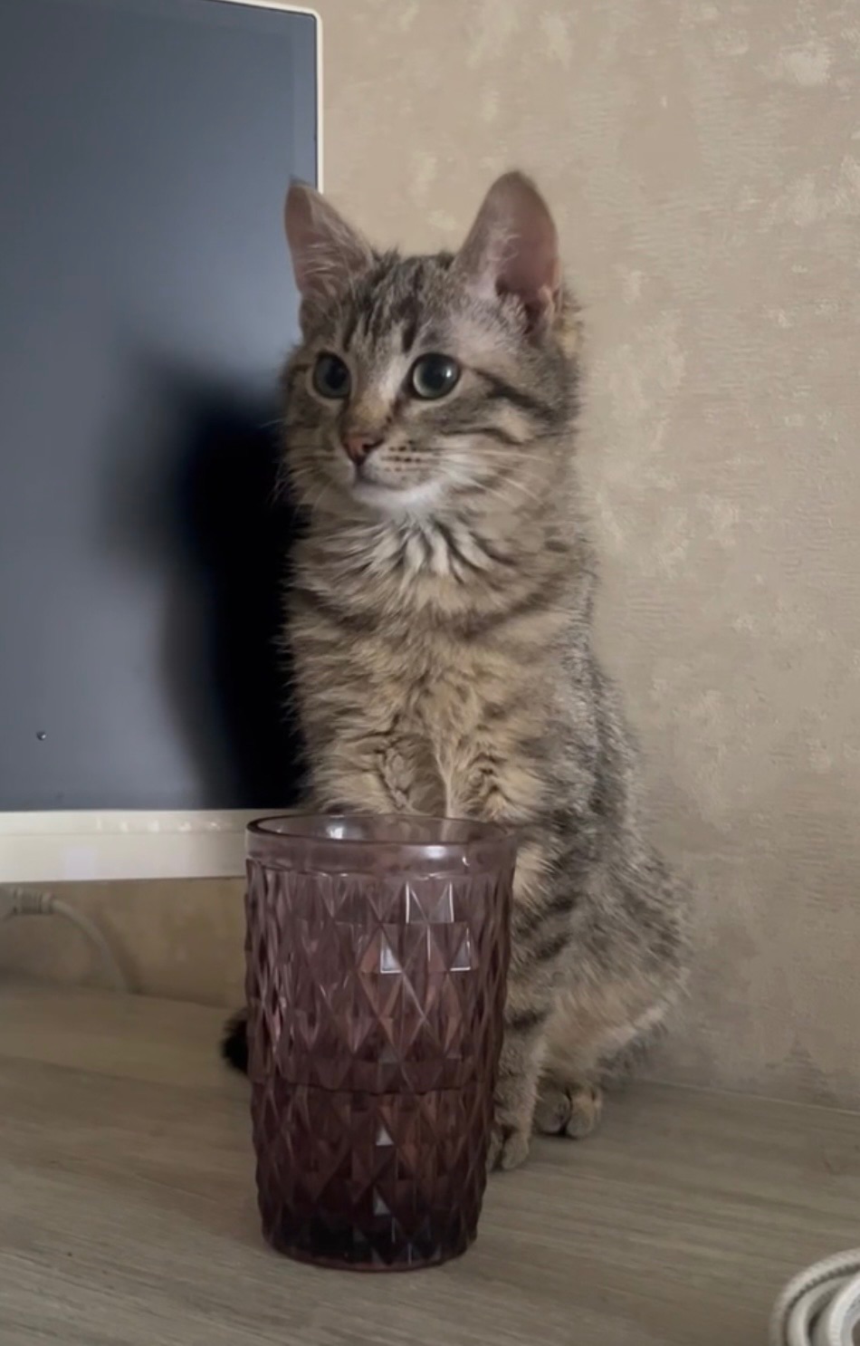 Котик Бублик