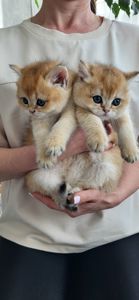 Британська Золота Шиншила