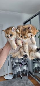 Британська Золота Шиншила