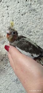 Корела пташеня Том
