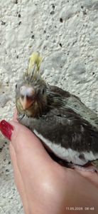 Корела пташеня Том