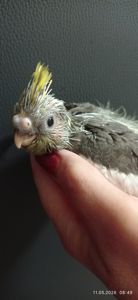 Корела пташеня Том