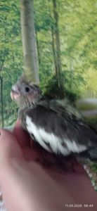 Корела пташеня Том