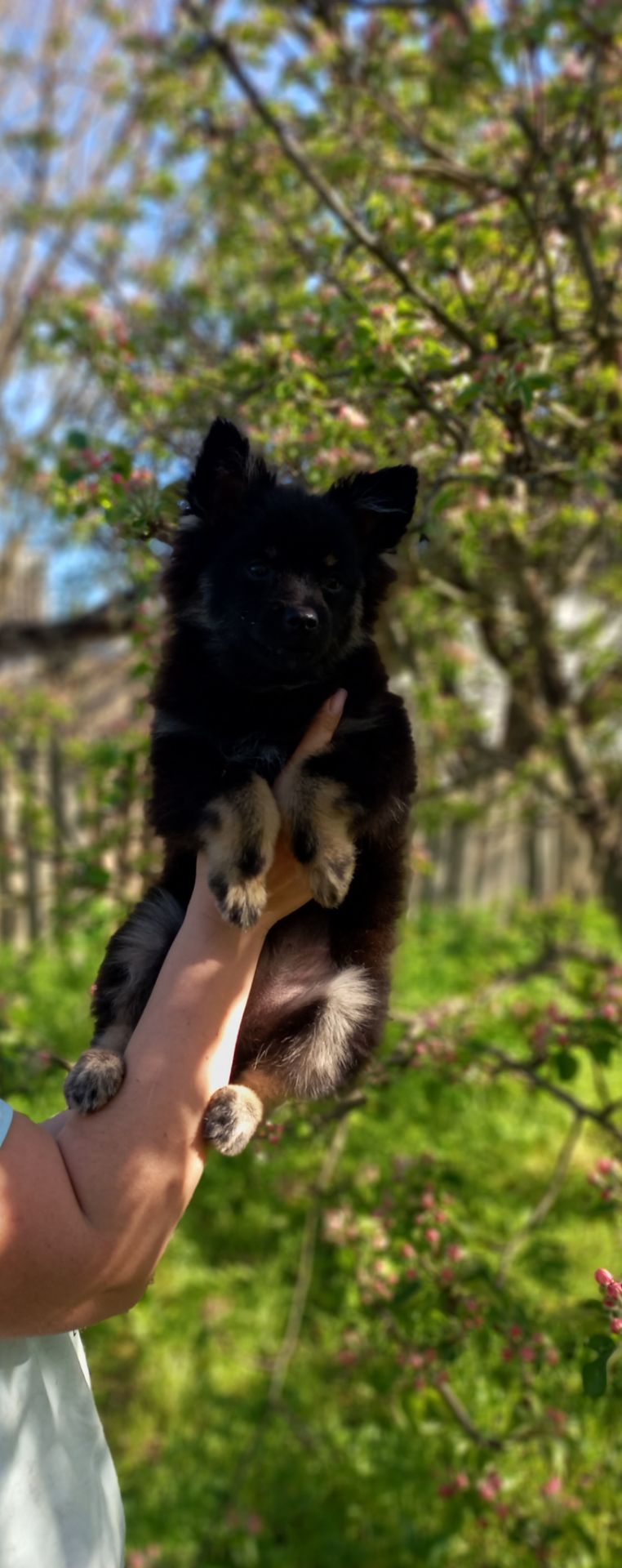 Хлопчик померанського шпіца