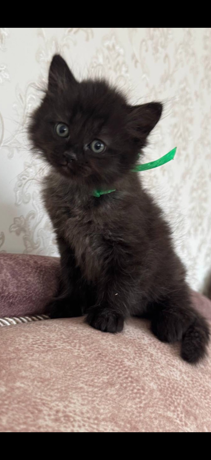 Кошеня, на імʼя Каспер