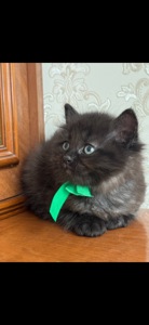 Кошеня, на імʼя Каспер