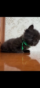 Кошеня, на імʼя Каспер