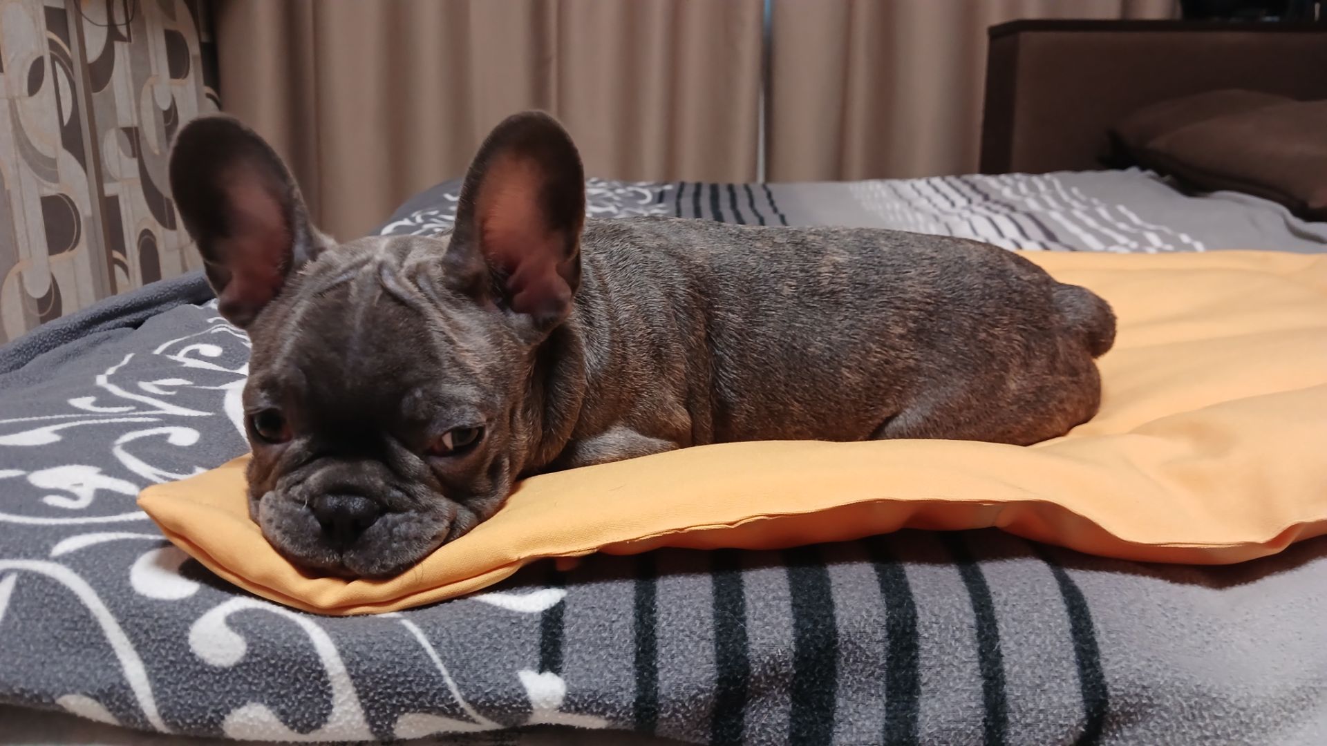 🐾 Шикарний хлопчик Французік French Bulldog у рідкісному окрасі шукає люблячу родину 💙у