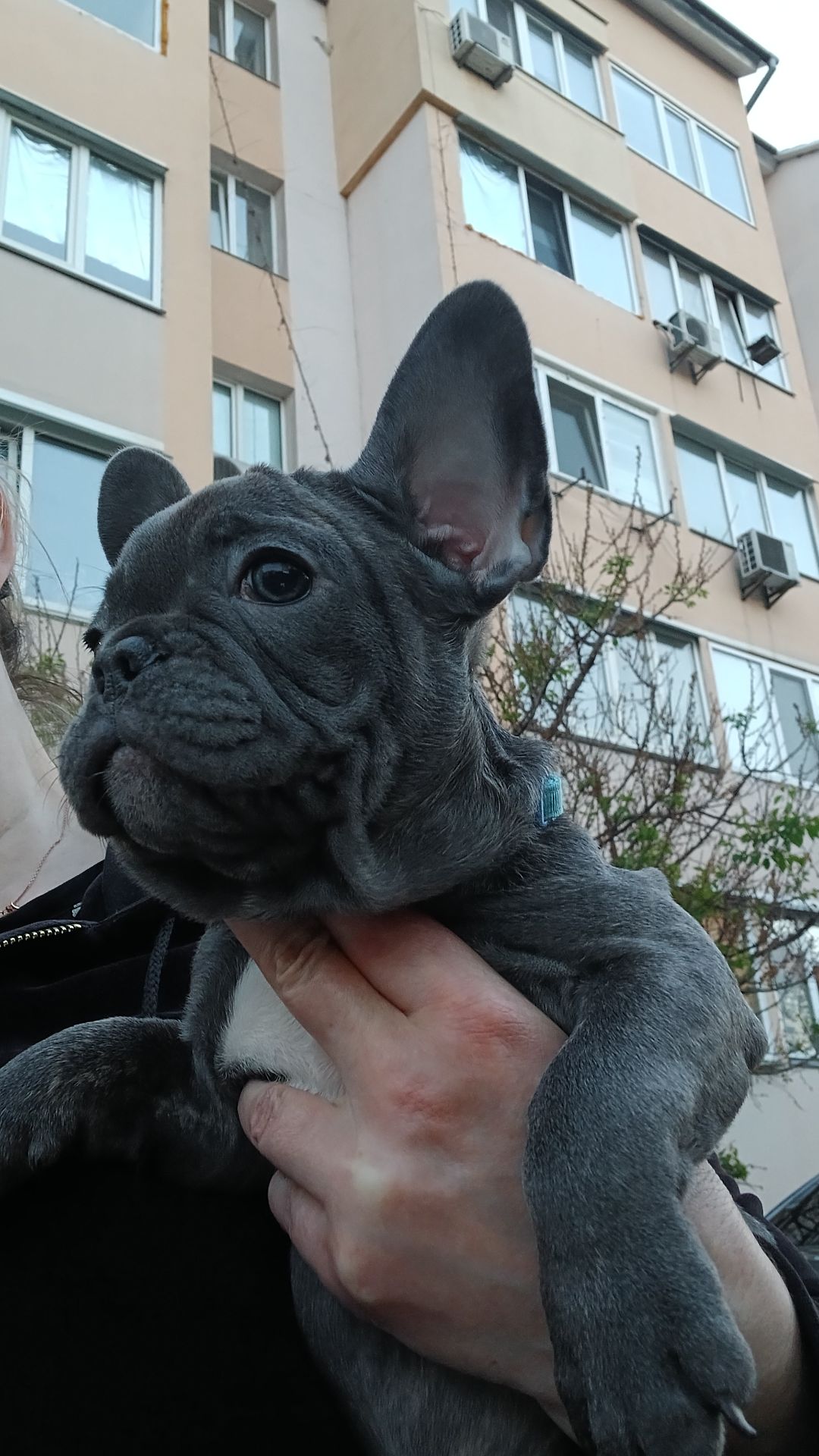 🐾 Шикарний хлопчик Французік French Bulldog у рідкісному окрасі шукає люблячу родину 💙у