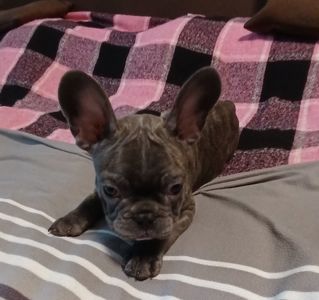 🐾 Шикарний хлопчик Французік French Bulldog у рідкісному окрасі шукає люблячу родину 💙у