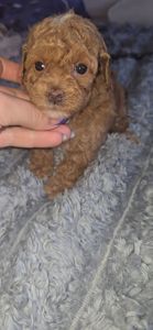 Мальтипу ф2 мальчики