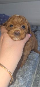 Мальтипу ф2 мальчики