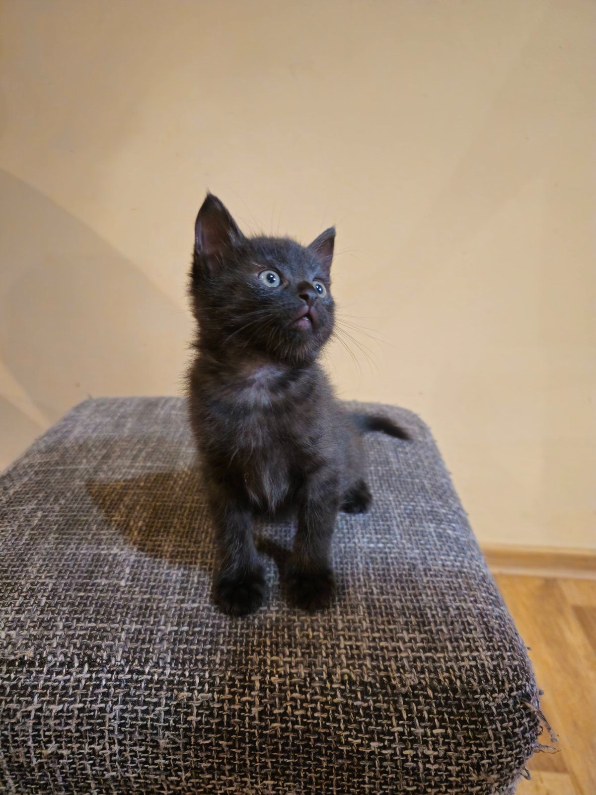 Отдам котенк мальчик