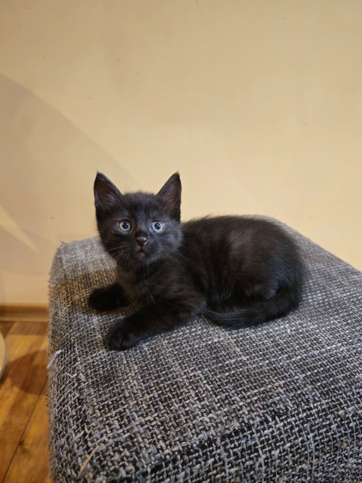 Отдам котенк мальчик