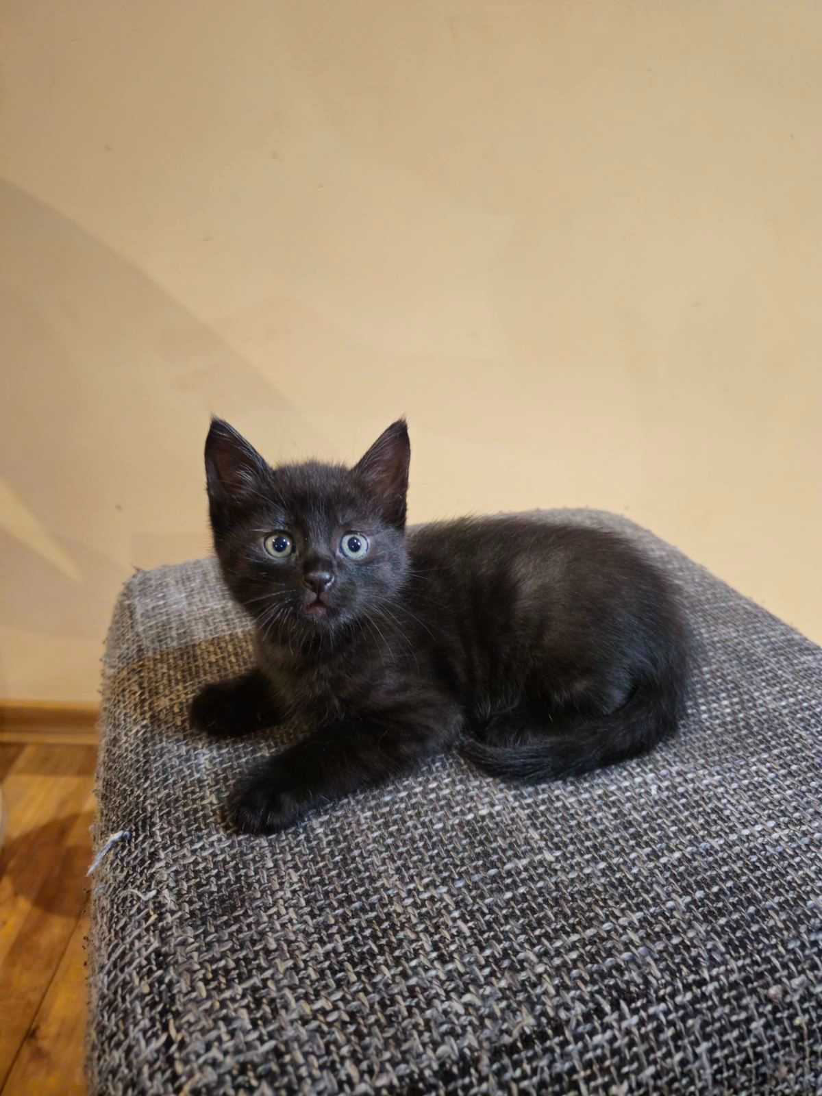Отдам котенк мальчик