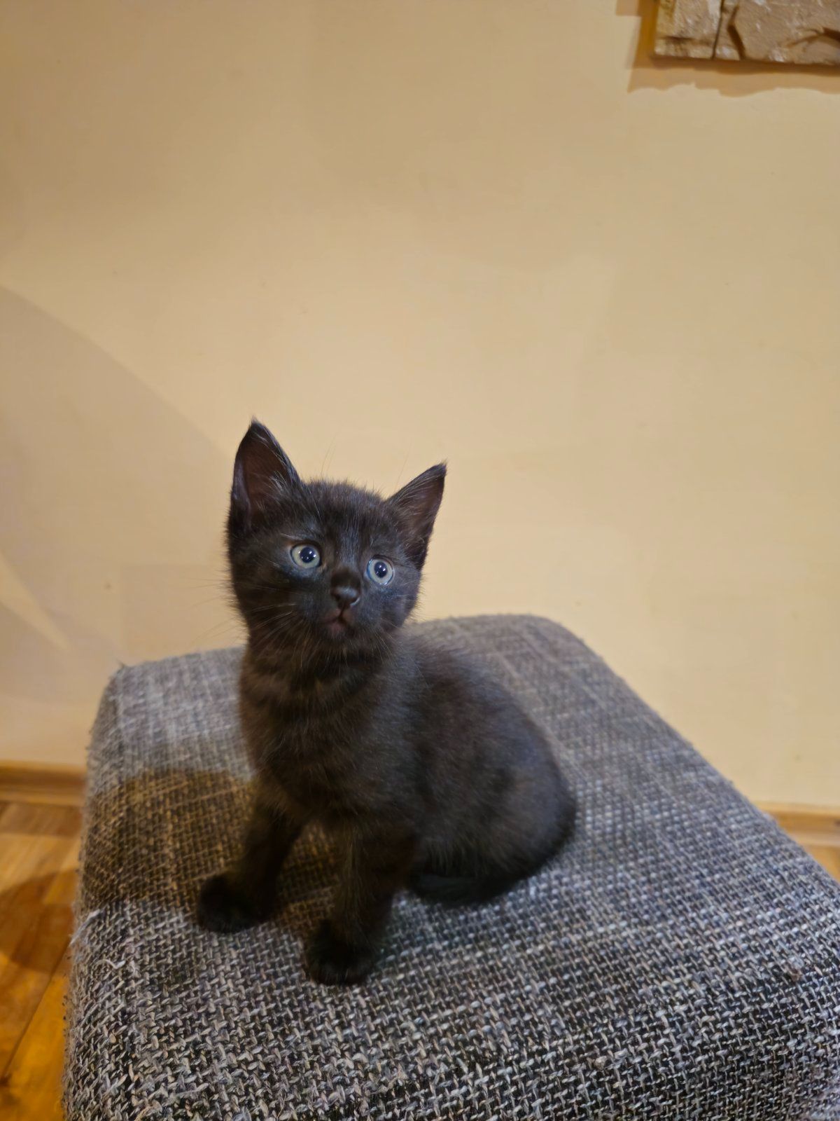 Отдам котенк мальчик