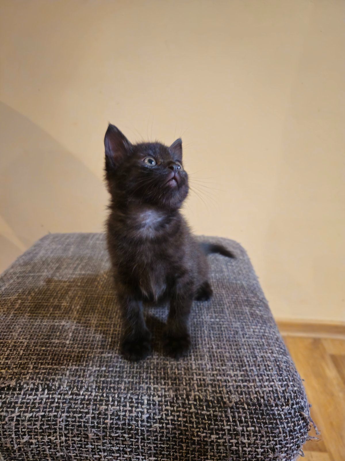 Отдам котенк мальчик