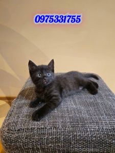 Отдам котенк мальчик