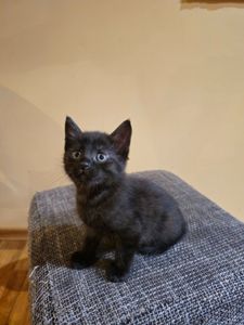 Отдам котенк мальчик