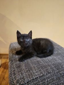 Отдам котенк мальчик