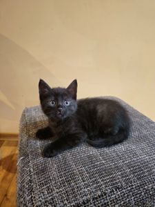 Отдам котенк мальчик