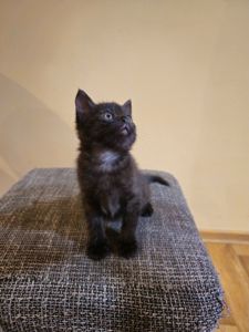 Отдам котенк мальчик