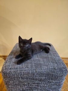 Отдам котенк мальчик