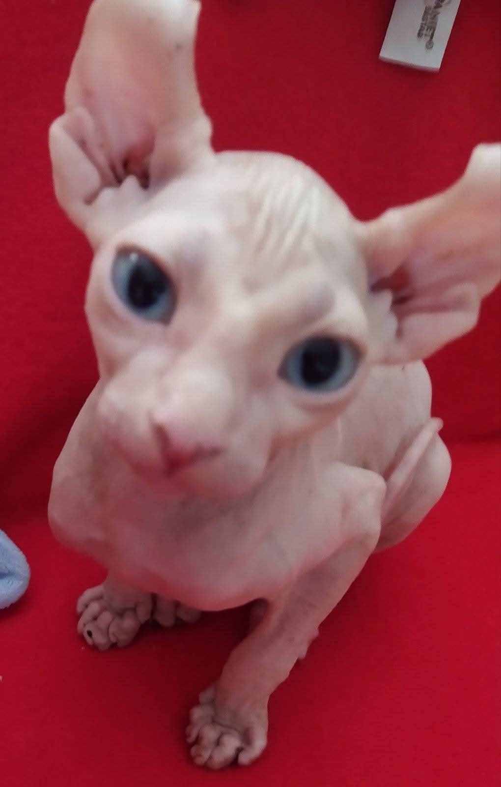Мальчуган эльфик