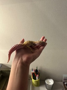 Эублефар морфа Радар