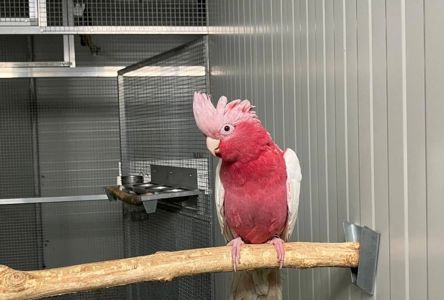 Какаду говорящий молоденький