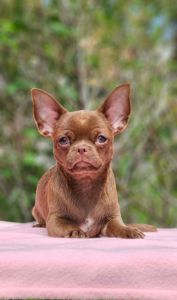 Маффин мальчик чихуахуа КСУ
