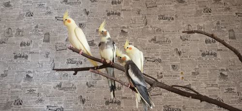 Корелла, пташенята корелли, домашнє виведення